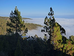 Sea of cloud from Canary Pine forest on Tenerife © John Muddeman